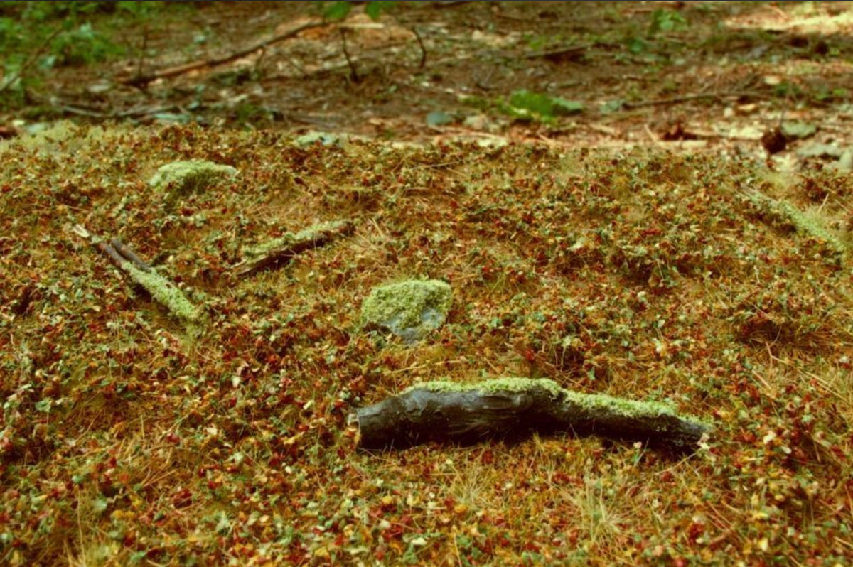 Model Scene F603 Forest Base - Late Summer Grass Mat