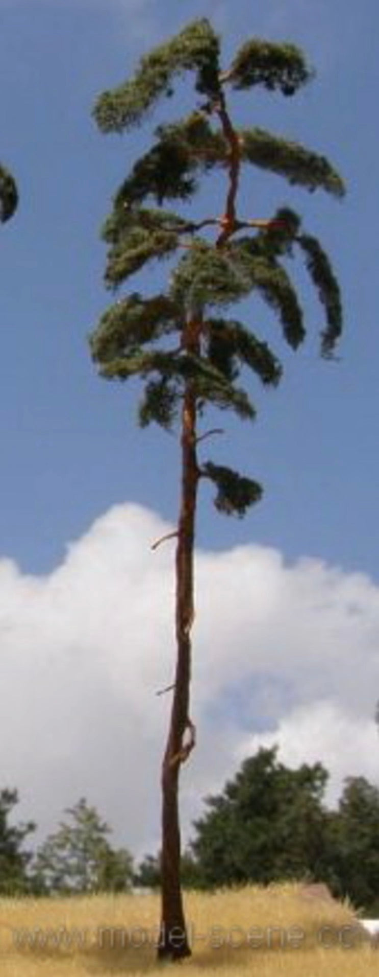Model Scene BR250 Pine-Tree 230-260mm