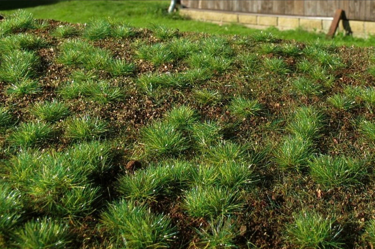 Model Scene F600 Forest Base - Dense Forest Grass Mat