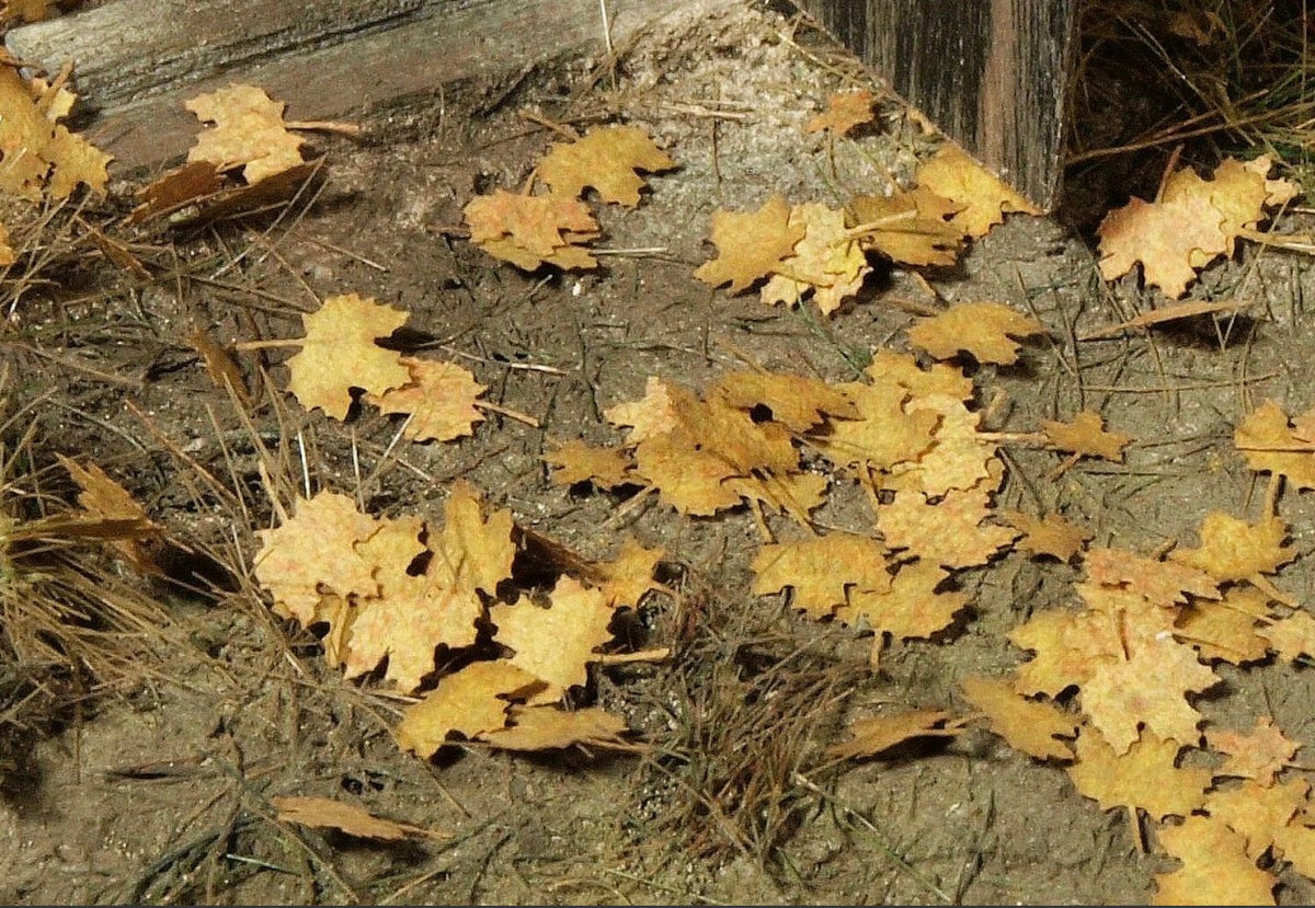Model Scene L3-101 Maple Leaves - Extra Colours, Autumn